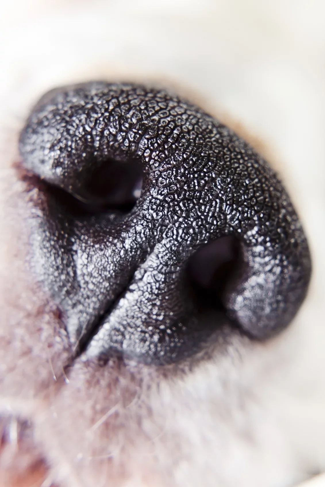 Macro 10x f/2.8 (49mm) 2 (Macro) WR Element 100mm Lens Close-Up Definition FA High Pentax-D